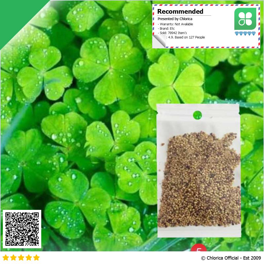 Bibit Rumput Air Dekorasi Aquarium Landscape Ornament 10g H0027