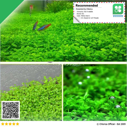 Bibit Rumput Air Dekorasi Aquarium Landscape Ornament 10g H0027