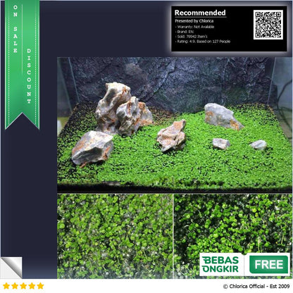 Bibit Rumput Air Dekorasi Aquarium Landscape Ornament 10g H0027