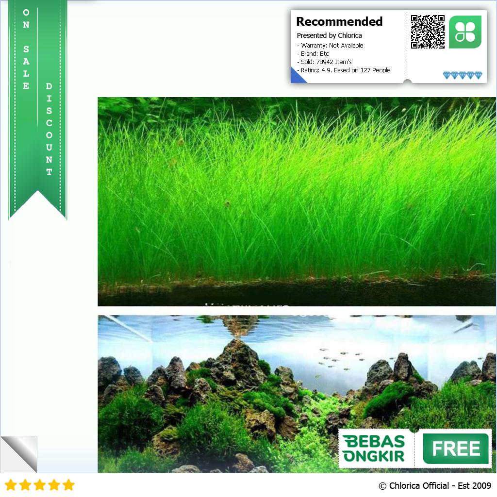 Bibit Rumput Air Dekorasi Aquarium Landscape Ornament 10g H0027