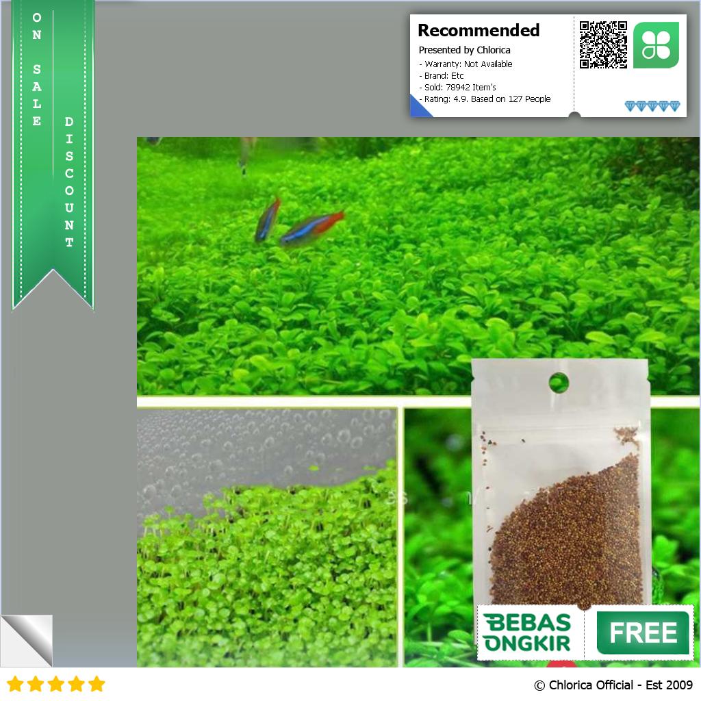 Bibit Rumput Air Dekorasi Aquarium Landscape Ornament 10g H0027