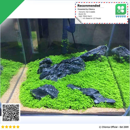 Bibit Rumput Air Dekorasi Aquarium Landscape Ornament 10g H0027