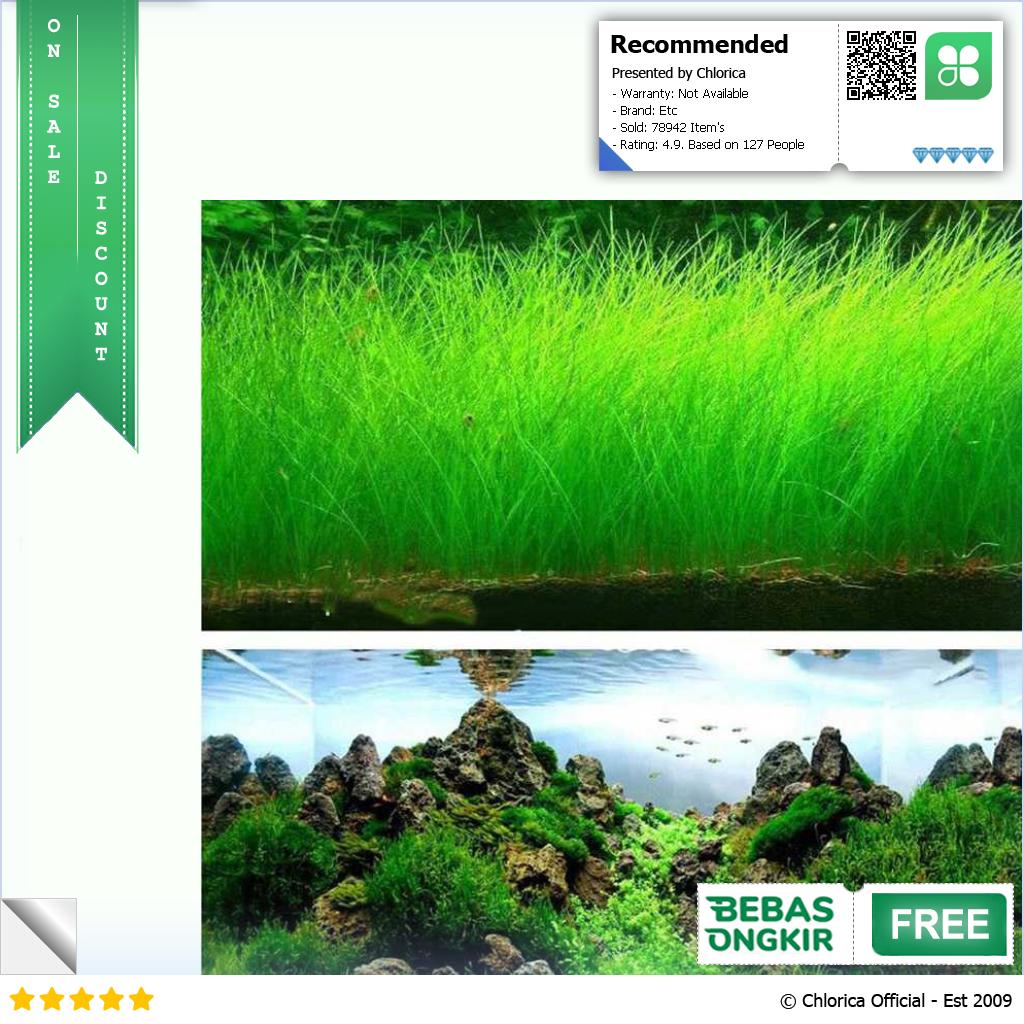 Bibit Rumput Air Dekorasi Aquarium Landscape Ornament 10g H0027