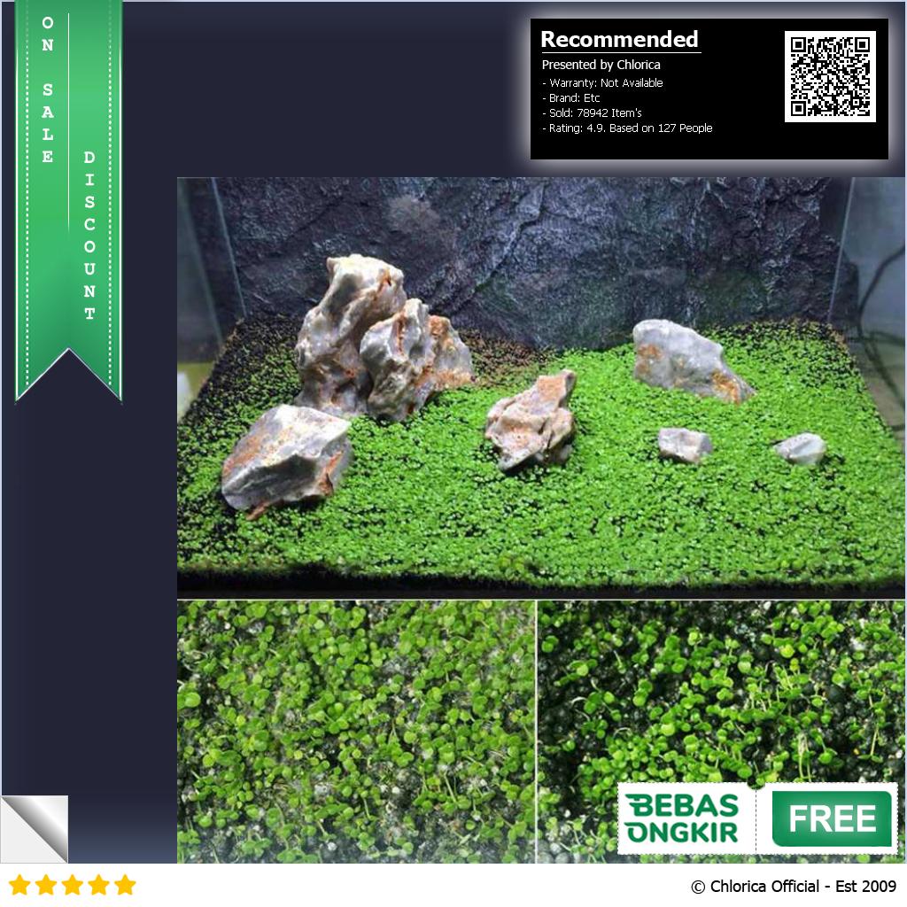 Bibit Rumput Air Dekorasi Aquarium Landscape Ornament 10g H0027