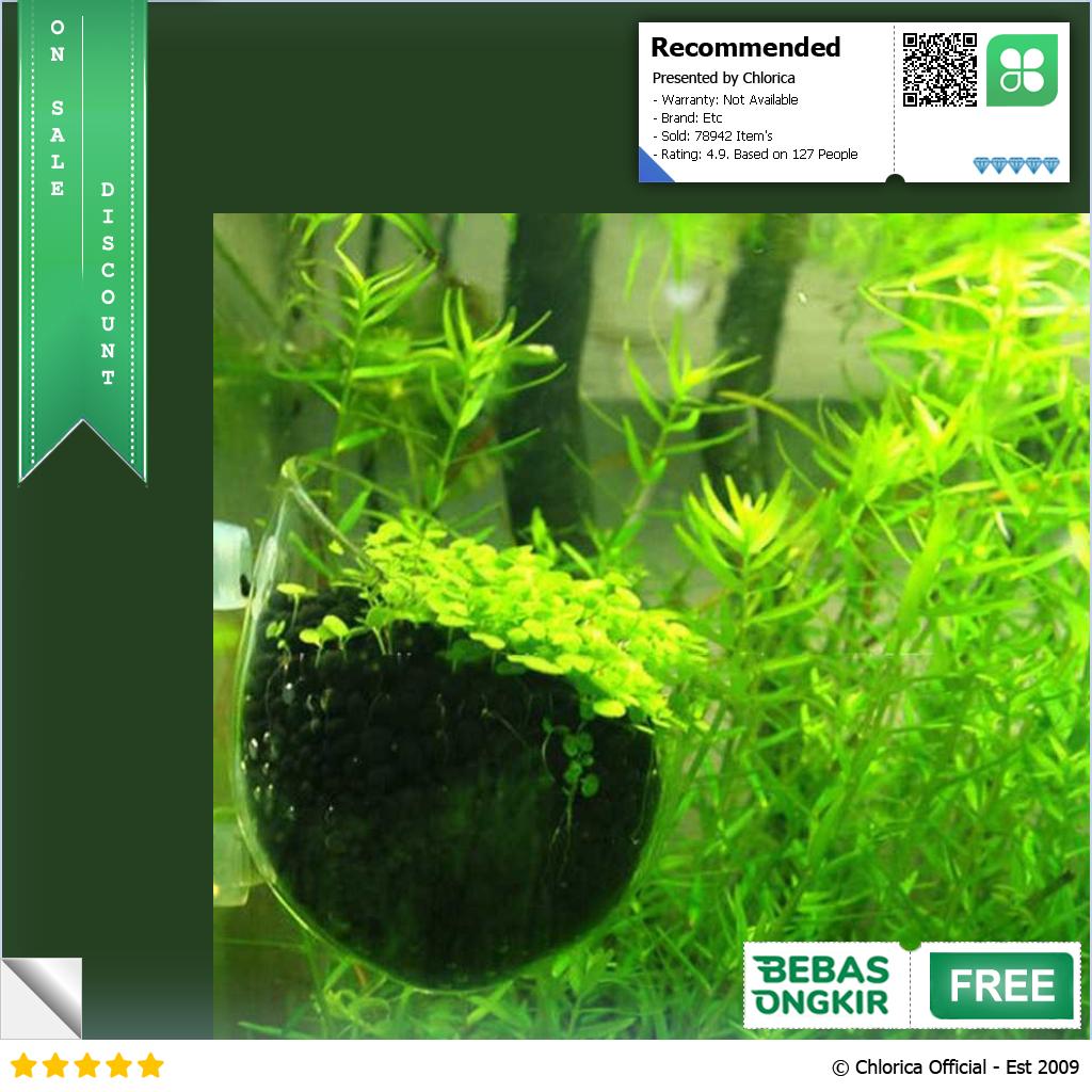 Bibit Rumput Air Dekorasi Aquarium Landscape Ornament 10g H0027