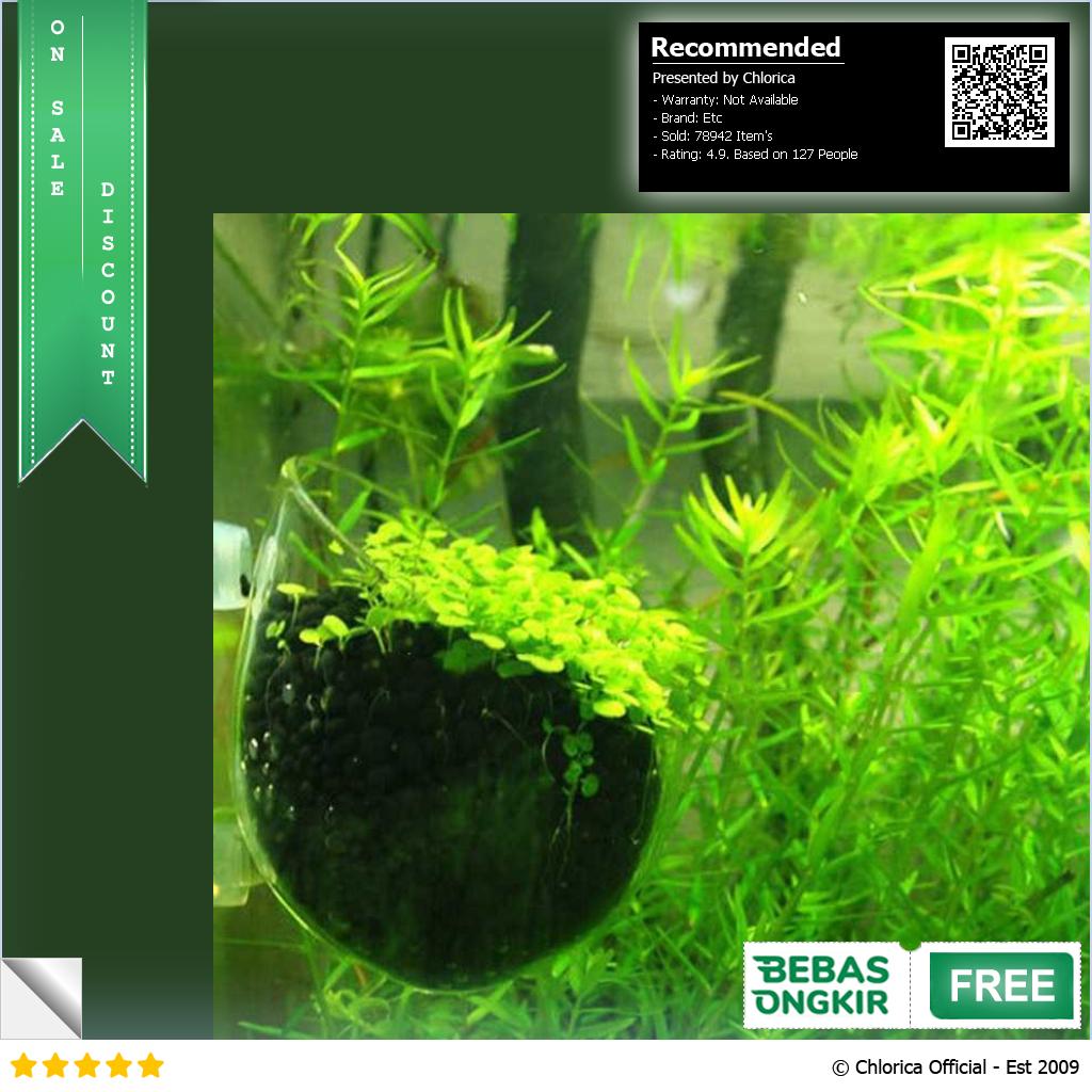 Bibit Rumput Air Dekorasi Aquarium Landscape Ornament 10g H0027