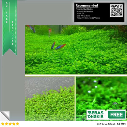 Bibit Rumput Air Dekorasi Aquarium Landscape Ornament 10g H0027