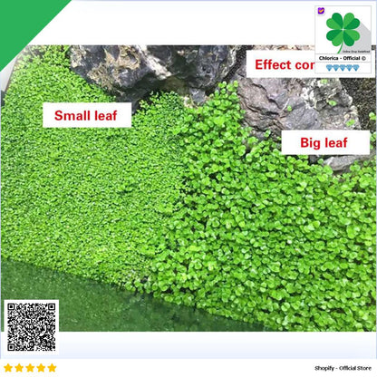 Bibit Rumput Air Dekorasi Aquarium Landscape Ornament 10g H0027